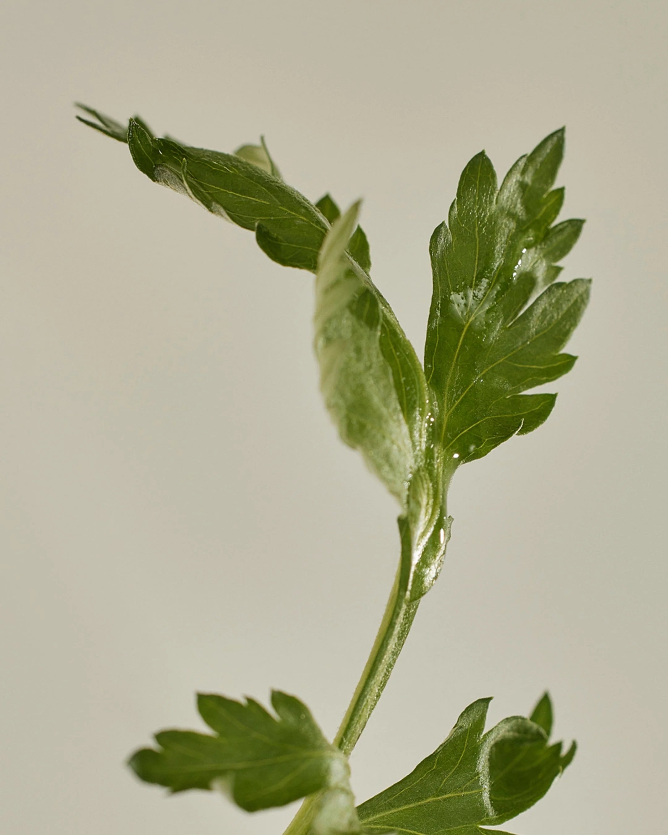 Beauty of Joseon Matte Sun Stick : Mugwort+Camelia (SPF 50+ PA++++)